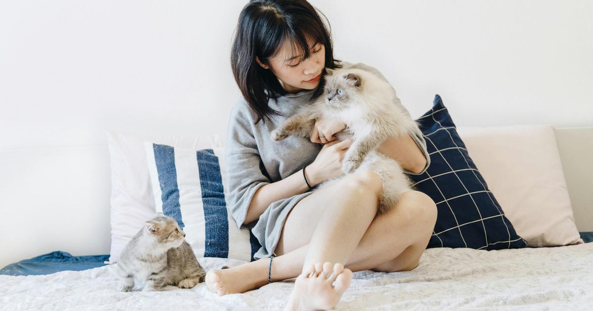«Коты полезны для здоровья?»: как работает фелинотерапия «Коты полезны для здоровья?»: как работает фелинотерапия