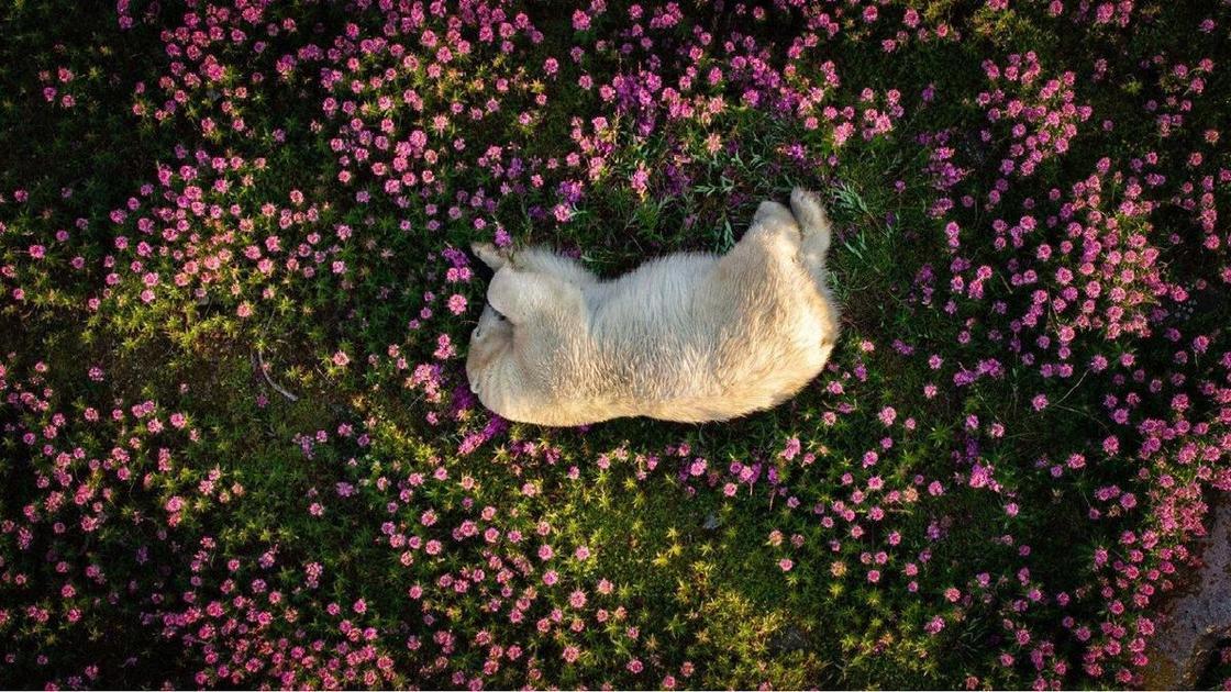 Мишка выгорел, а кит объелся: посмотрите на 12 самых трогательных фото конкурса The Nature Photography Contest Мишка выгорел, а кит объелся: посмотрите на 12 самых трогательных фото конкурса The Nature Photography Contest